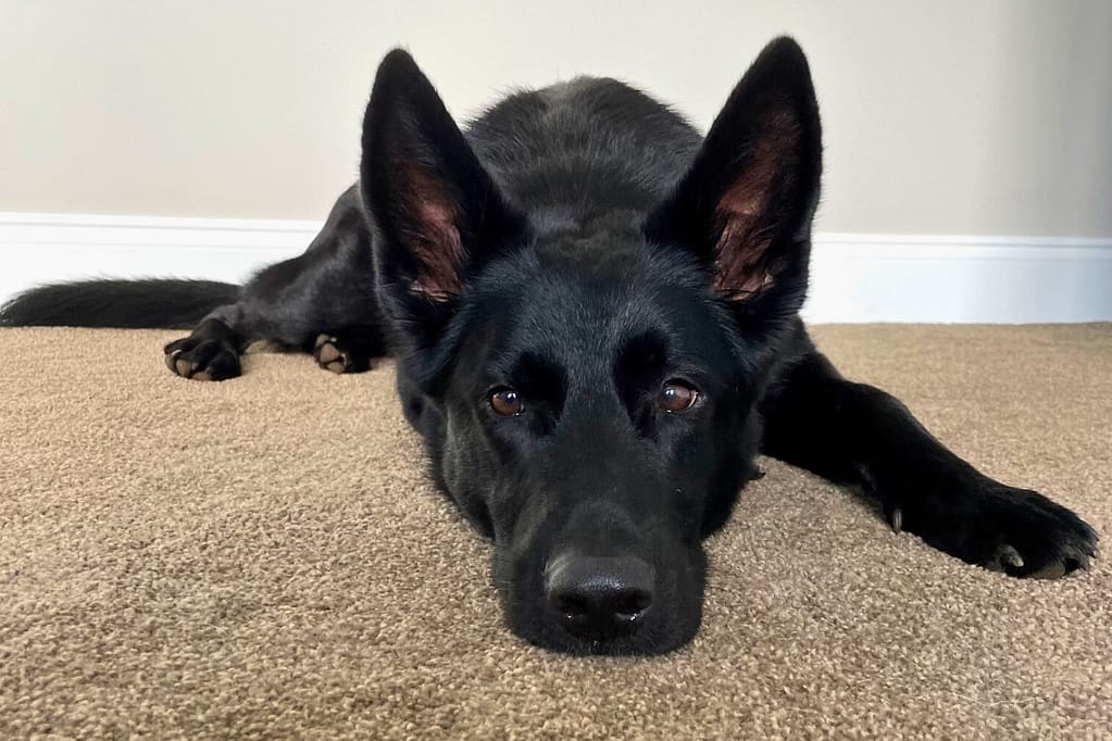 About Simply Living Happy About Black German Shepherd laying on Carpet