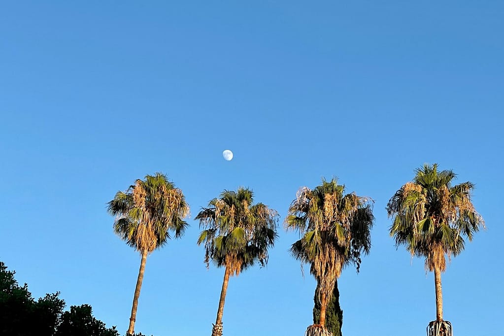 About Simply Living Happy About Palm Trees with moon