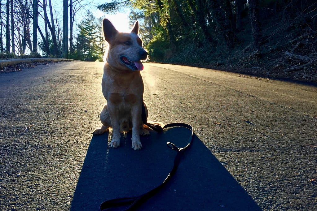 About Simply Living Happy About Red Heeler Sitting Backlit